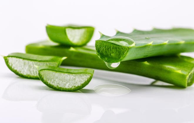 Aloe plant